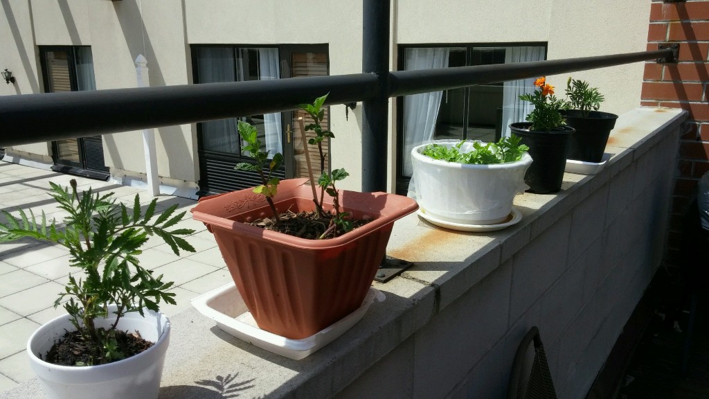 Even the smallest of balconies can host a few plants and add some much needed greenery to the urban jungle. 
