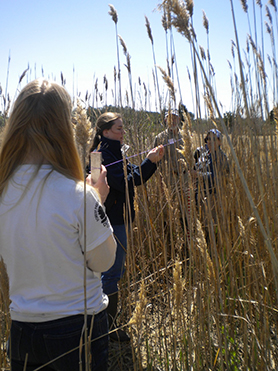 Local Educators measuring elevation change due to sea level rise in the wetlands surrounding the NOAA Oxford Cooperative Laboratory
