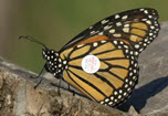 Click to play Monarch Butterfly video!