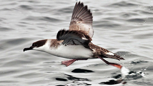 great shearwater taking flight