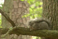 Click to play Delmarva Fox Squirrel video!