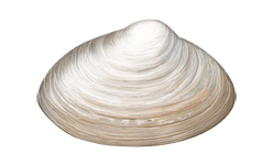 Atlantic Surfclam