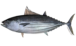 Atlantic Skipjack Tuna