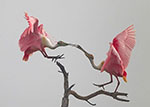 Roseate spoonbills at Arthur R. Marshall Loxahatchee National Wildlife Refuge in Florida. Credit: Michael Rosenbaum by permission.