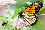 "I am proud of our on-the-ground conservation actions for monarchs and other pollinators. It is catalyzing massive conservation effort across North America," says Service Director Dan Ashe. Credit: Eileen Hornbaker / USFWS