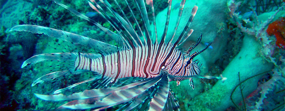 lionfish images