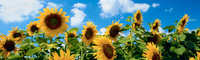 sunflowers on a sunny day