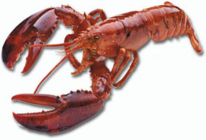 American Lobster 