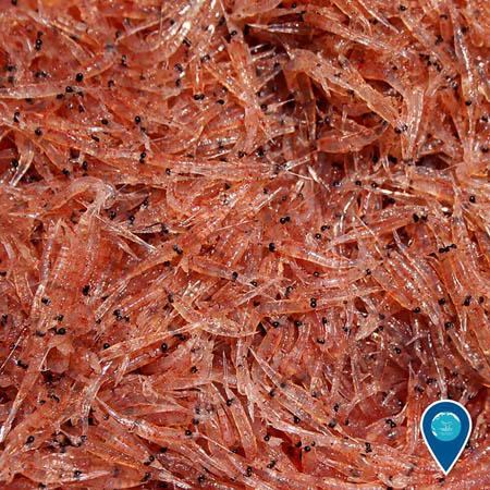 photo of krill