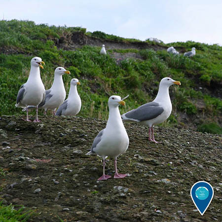 photo of segulls