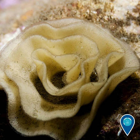 photo of a white rose that is nudibranch eggs