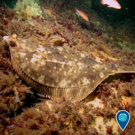 photo of flounder