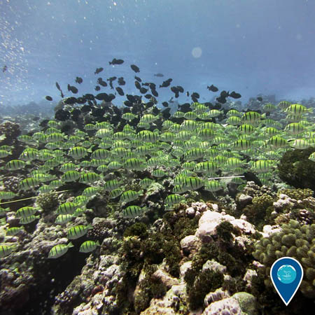 photo of a school of fish