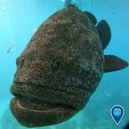 photo of a goliath grouper