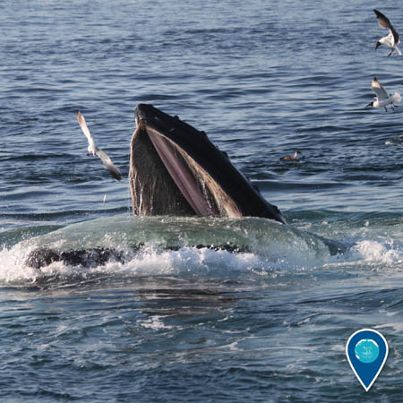 photo of a humbackwhale eating