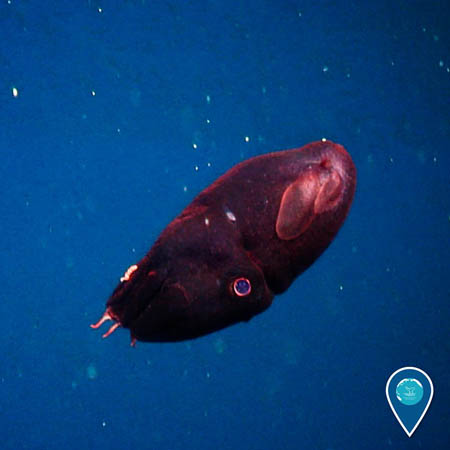 photo of a vampire squid