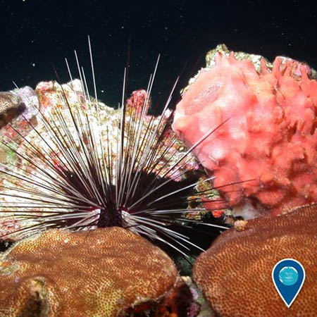 photo of a sea urchin and coral