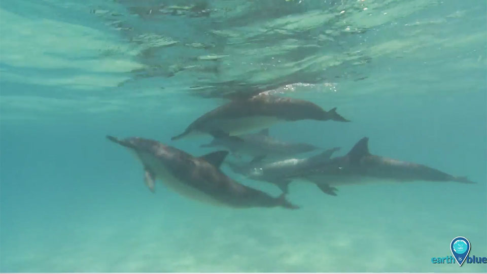 photo of dolphins