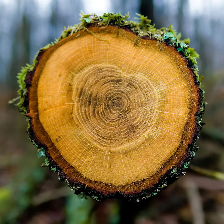 tree ring