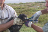 Removing a Fishing Hook from an Albatross