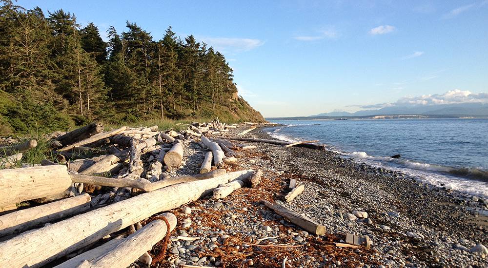 rocky coast line with drift logs on shore