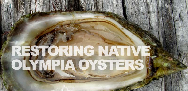 Washington Shellfish Initiative lifts Native Oyster Restoration Efforts in Puget Sound