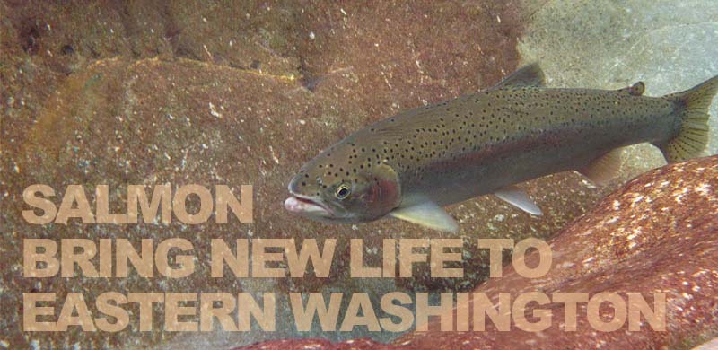 Returning salmon bring a better life to eastern Washington State