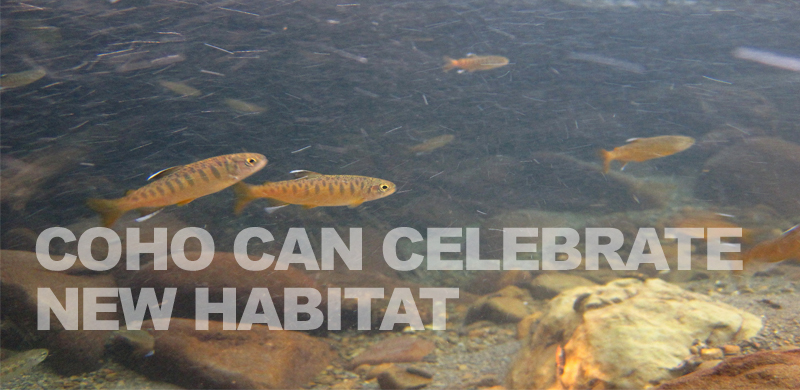 Just in time for winter, endangered coho find refuge in newly restored habitat