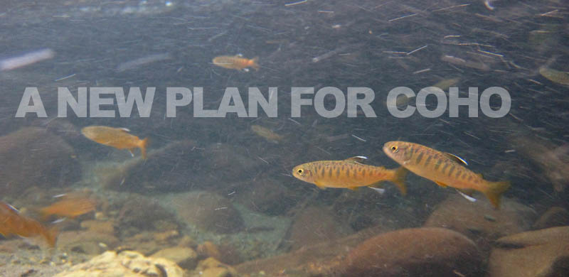New plan lays framework for recovering threatened coho salmon