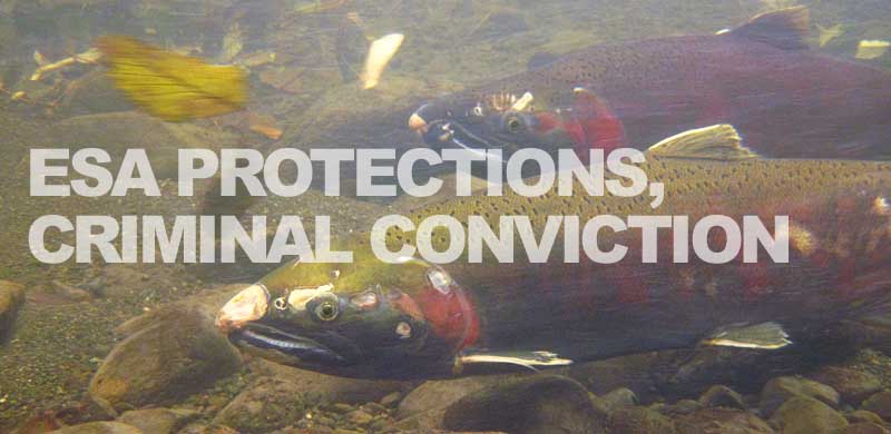 Oregon charter captain sentenced for harvesting protected salmon