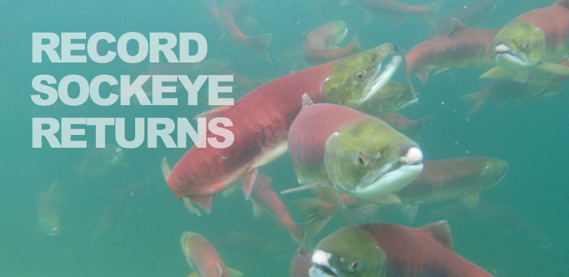 Sockeye on the road to recovery