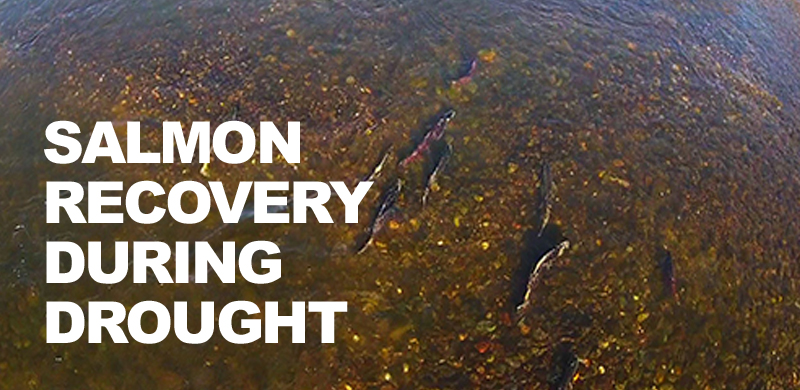 California Drought-A Shared Vision for Salmon Recovery