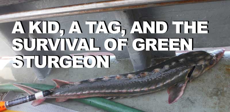 A green sturgeon tag is a real find, for a kid on the beach and for NOAA scientists.