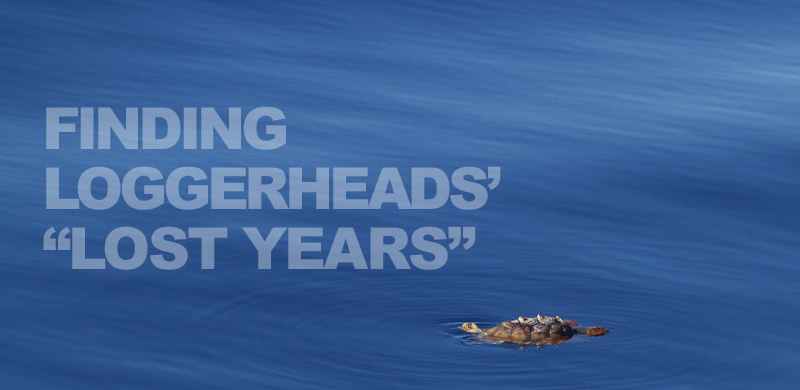Surprise Discovery off California Exposes Loggerhead 'Lost Years'