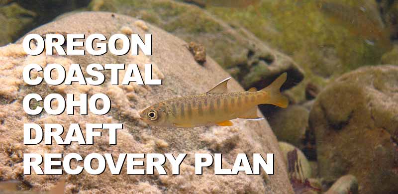 Draft recovery plan outlines blueprint for restoring Oregon Coast coho salmon
