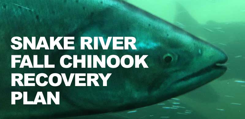 Snake River Fall Chinook Recovery Plan released
