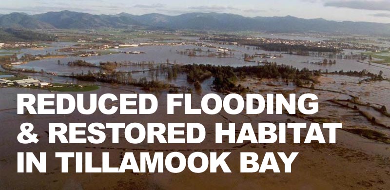 Proposed floodplain restoration protects farmland, reduces flood risk, and restores salmon in Tillamook County, Oregon