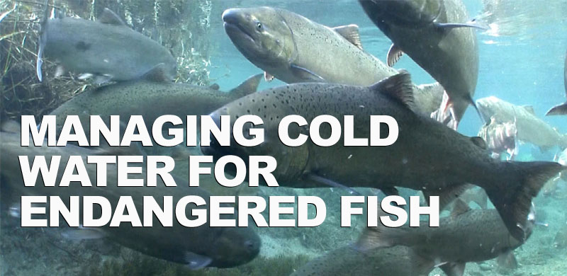 Managing Cold Water for Endangered Fish