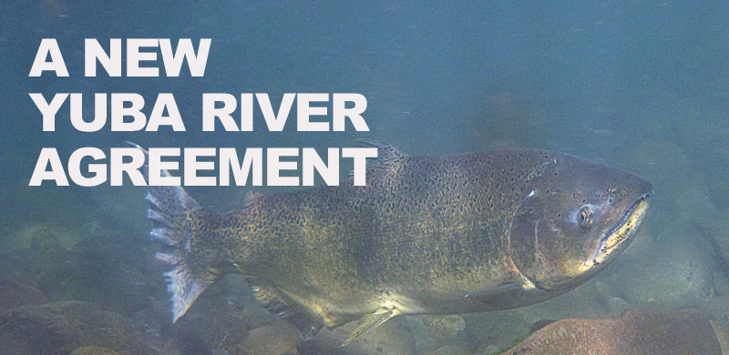Partners set in motion historic venture to reintroduce salmon to the Yuba River
