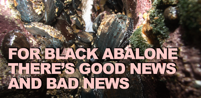 El Niño Impacts Black Abalone, but Some Show Signs of Recovery 
