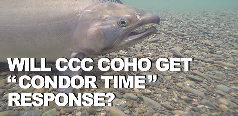 ‘Condor Time’ for Central California Coast Coho Salmon