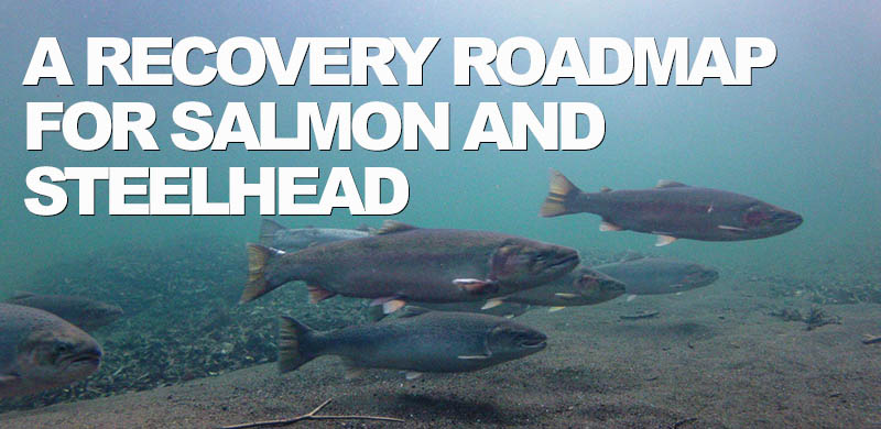 New multispecies plan provides roadmap to salmon and steelhead recovery