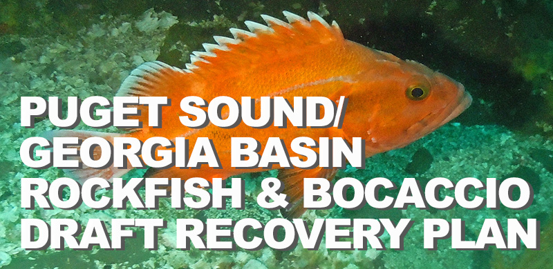 NOAA Fisheries releases draft recovery plan for Puget Sound/Georgia Basin yelloweye rockfish and bocaccio