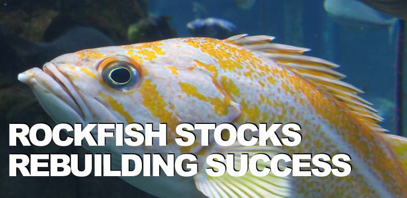 Rebuilding plans pay off for West Coast groundfish fishery