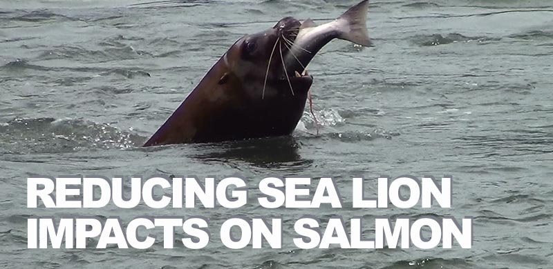 Early action key to reducing sea lion impacts on salmon, new study finds