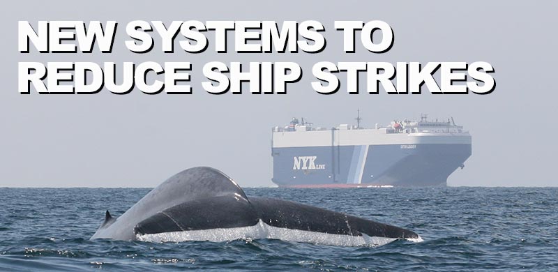 New forecast tool helps ships avoid blue whale hotspots