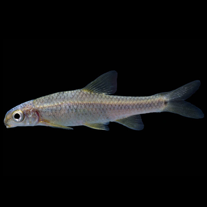 Devils River Minnow photo