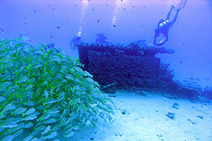 diver examining a wreck