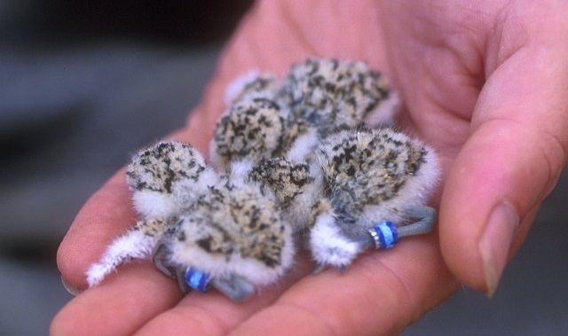   plover chicks 