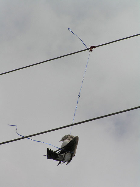 bird hanging by balloon string